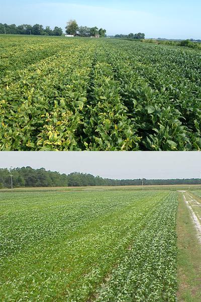 Figure 6-12. Streaks in soybean fields associated with patterns